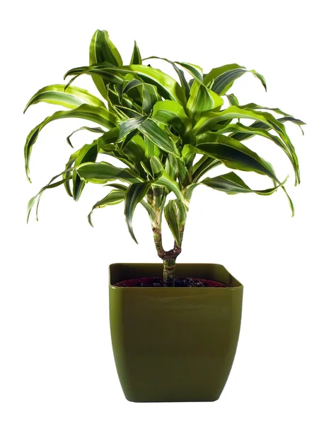 Palm in pot — Stock Photo, Image
