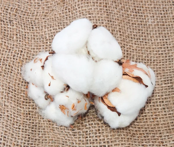 Cotton — Stock Photo, Image