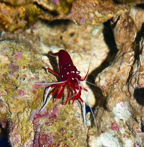 SAlt water shrimp — Stock Photo, Image
