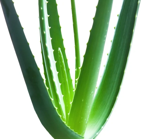 Aloes — Zdjęcie stockowe