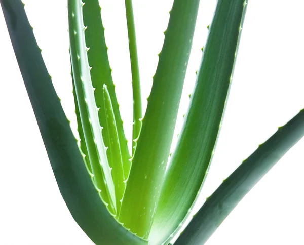 Aloe — Stockfoto