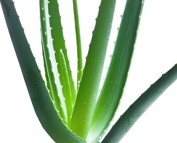 Aloes — Zdjęcie stockowe