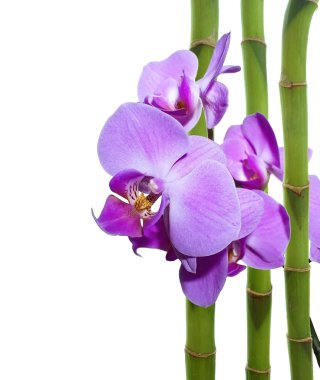 Orchid and bamboo clipart