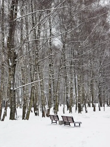 冬の公園 — ストック写真