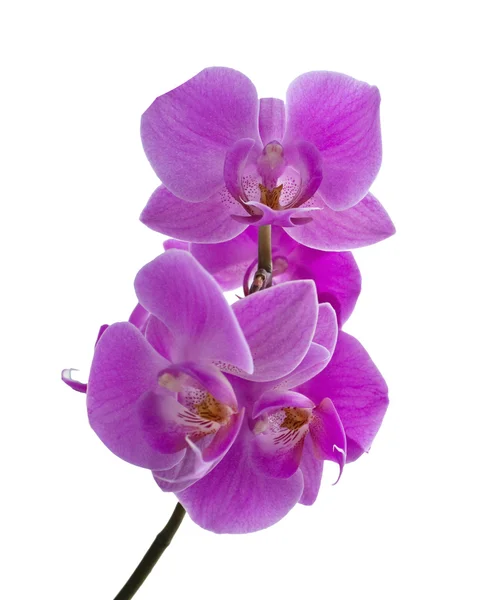 Veilchen-Orchidee — Stockfoto
