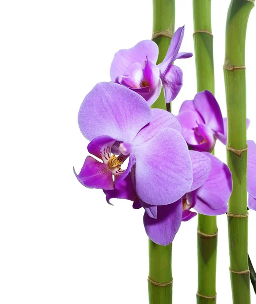 Orchid en bamboe — Stockfoto