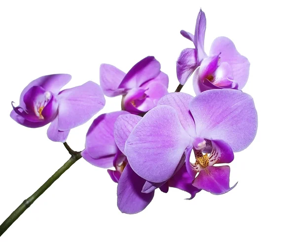 Orkide Şubesi — Stok fotoğraf