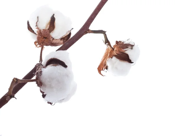 stock image Cotton