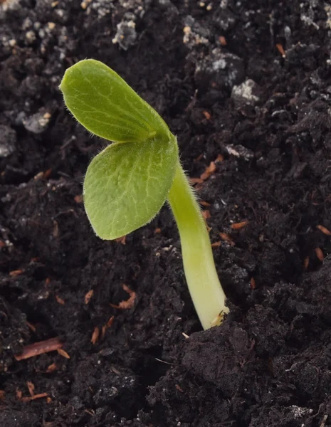 Planta — Fotografia de Stock