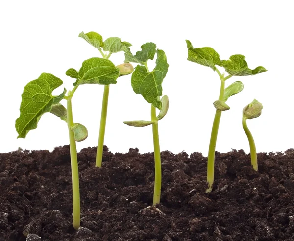Group of plants — Stock Photo, Image