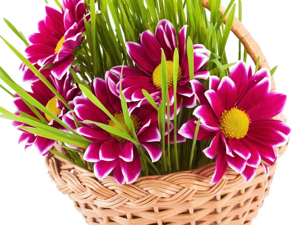 Çiçek ve çim sepeti — Stok fotoğraf