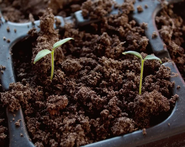 Plant young — Stock Photo, Image