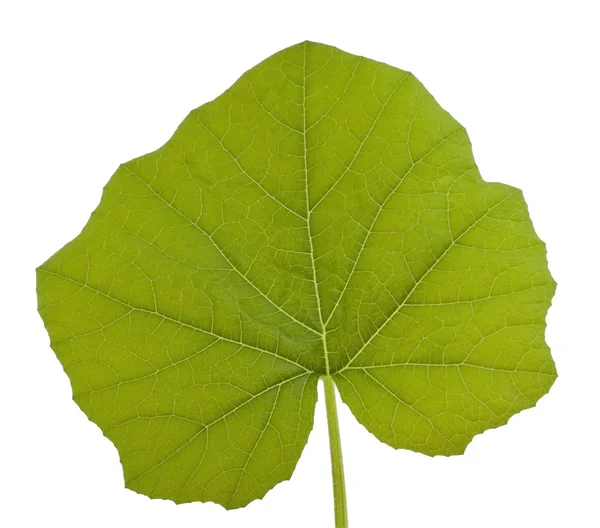 Squash leaf — Stockfoto