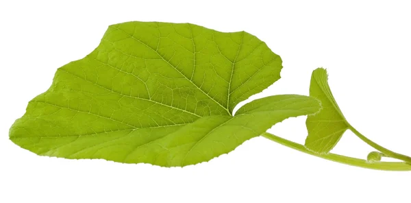 カボチャの葉 — ストック写真