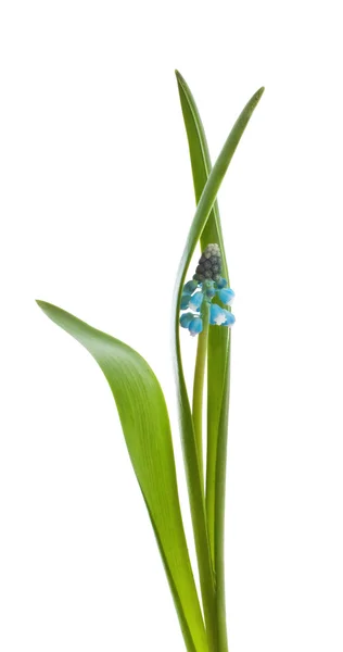 Muskari blomma — Stockfoto