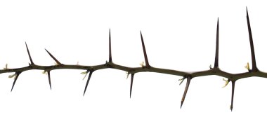 Thorn clipart