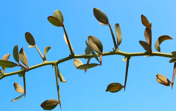 Árbol espinoso — Foto de Stock
