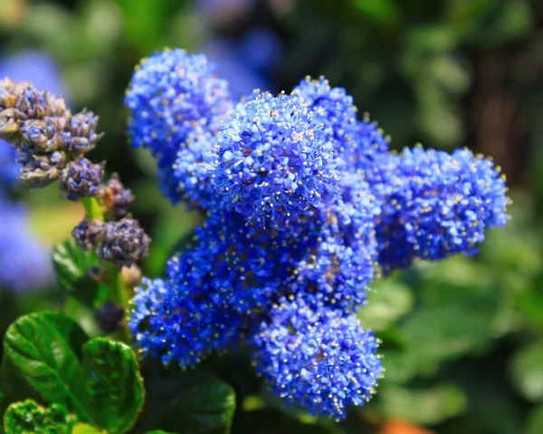 Flor azul — Fotografia de Stock