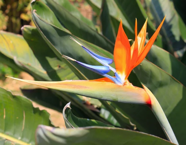 Stock image Strelitzia