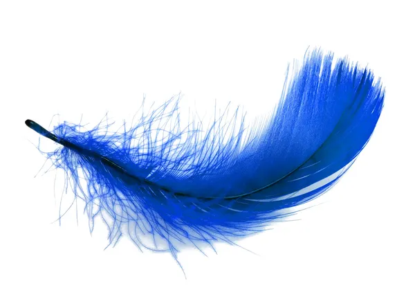 Синее перо на белом фоне — стоковое фото