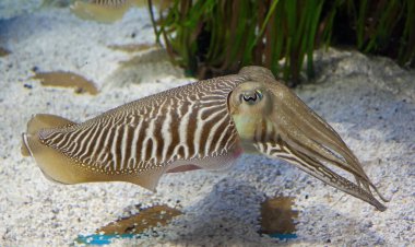 Cuttlefish clipart