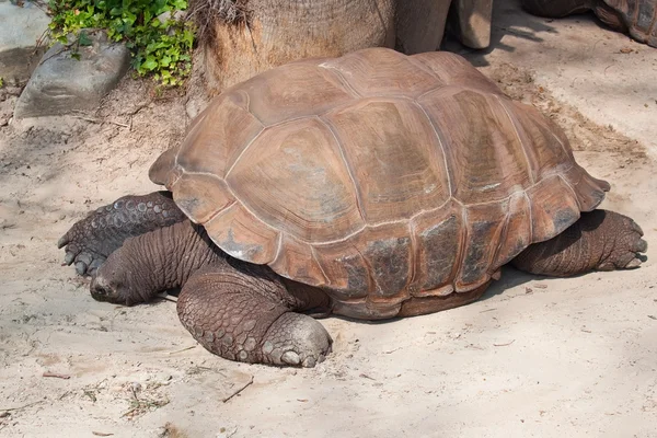 stock image Giant turtle