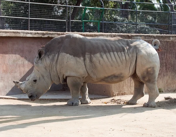 Rhino. — Foto de Stock