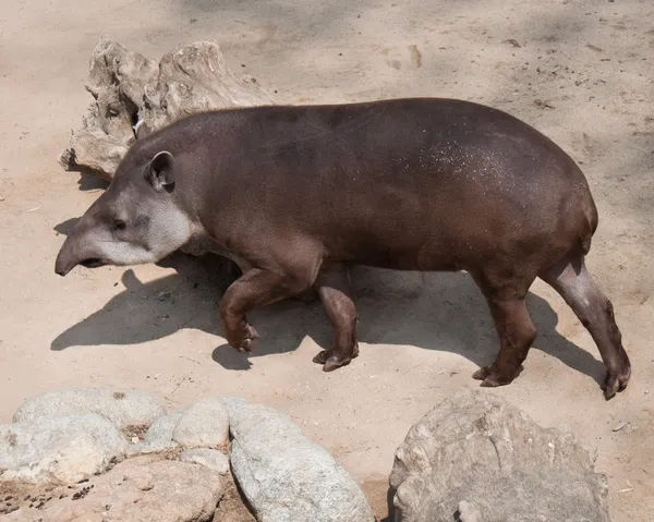 Amerikański tapir (Tapirus terrestris) — Zdjęcie stockowe