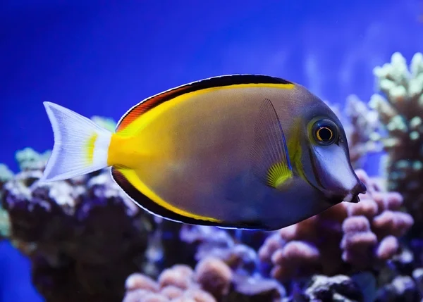Japonicus fish — Stock Photo, Image