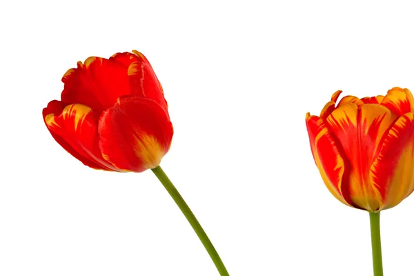 Beautiful red-yellow tulips isolated on white. — Stock Photo, Image