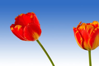 Mavi gökyüzü arka plan üzerinde güzel Kırmızı-Sarı laleler