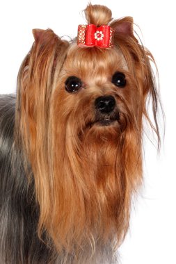 Yorkshire terrier portre beyaz zemin üzerine.