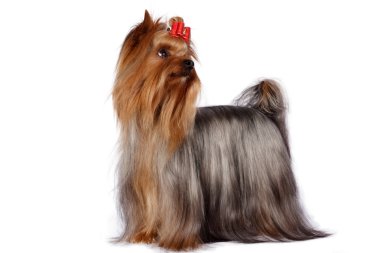 Yorkshire terrier portre beyaz zemin üzerine.