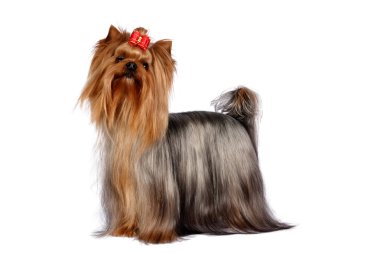 Yorkshire terrier portre beyaz zemin üzerine.