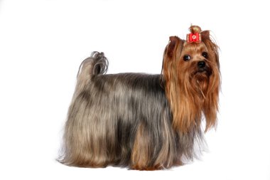 Yorkshire terrier portre beyaz zemin üzerine.