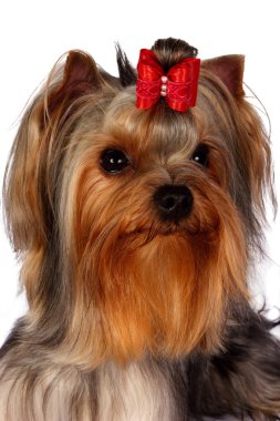 Yorkshire terrier portre beyaz zemin üzerine.