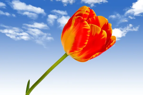 Beautiful red-yellow tulip on blue sky as a background — Stock Photo, Image