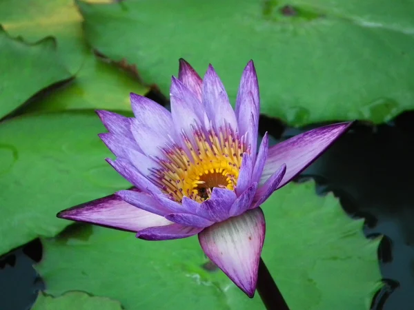 Blue Lotus flower — Stock Photo, Image
