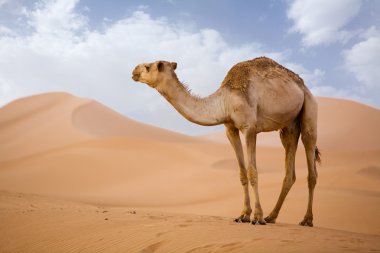 Sahara deve