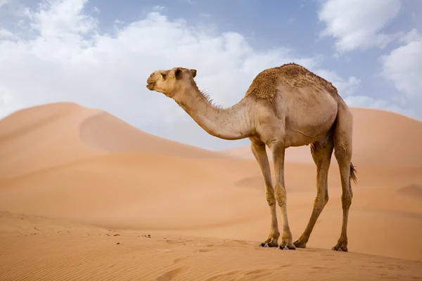 Верблюді в Сахарі — стокове фото