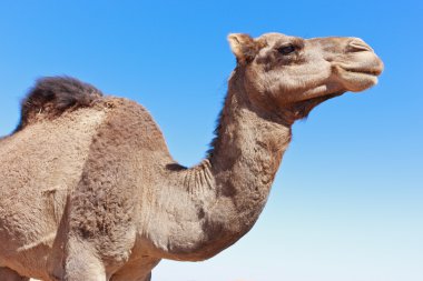 Lone Camel with blue sky clipart