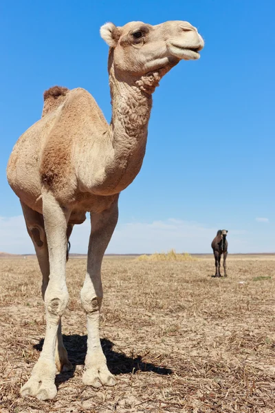 Самотній верблюда у пустелі з синього неба — стокове фото