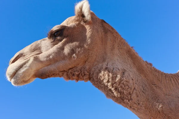 Μοναχικός καμήλα με το γαλάζιο του ουρανού — Φωτογραφία Αρχείου