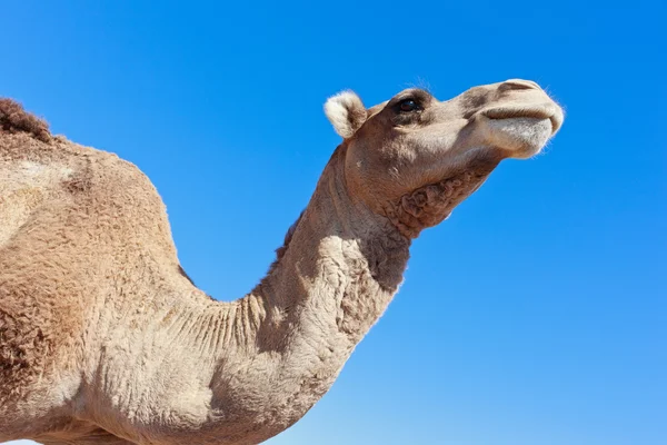Μοναχικός καμήλα με το γαλάζιο του ουρανού — Φωτογραφία Αρχείου