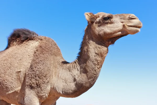Einsames Kamel mit blauem Himmel lizenzfreie Stockfotos