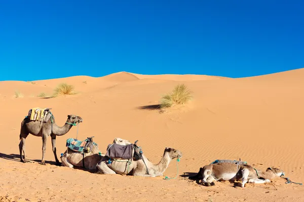 Drie kamelen in de woestijn — Stockfoto