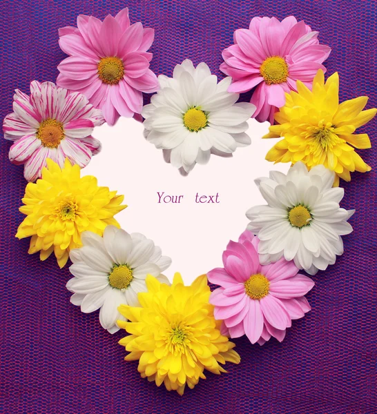 Marco, en forma de corazón, de colores de crisantemos, sobre una violeta —  Fotos de Stock