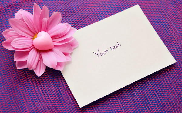 Puste karty z różowy kwiat chryzantemy i serca — Zdjęcie stockowe