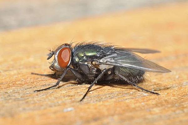 ¡Fliege! — Foto de Stock