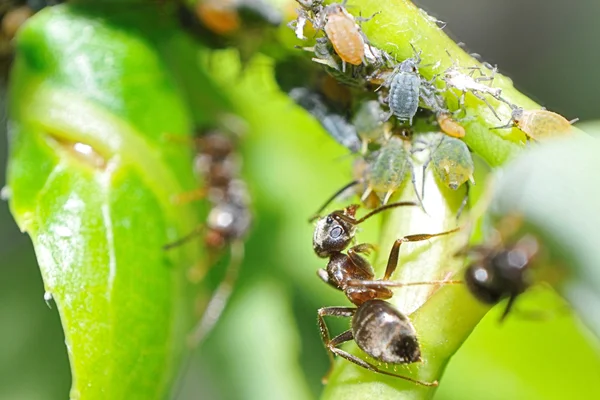 Ameise Formicidae — Foto de Stock